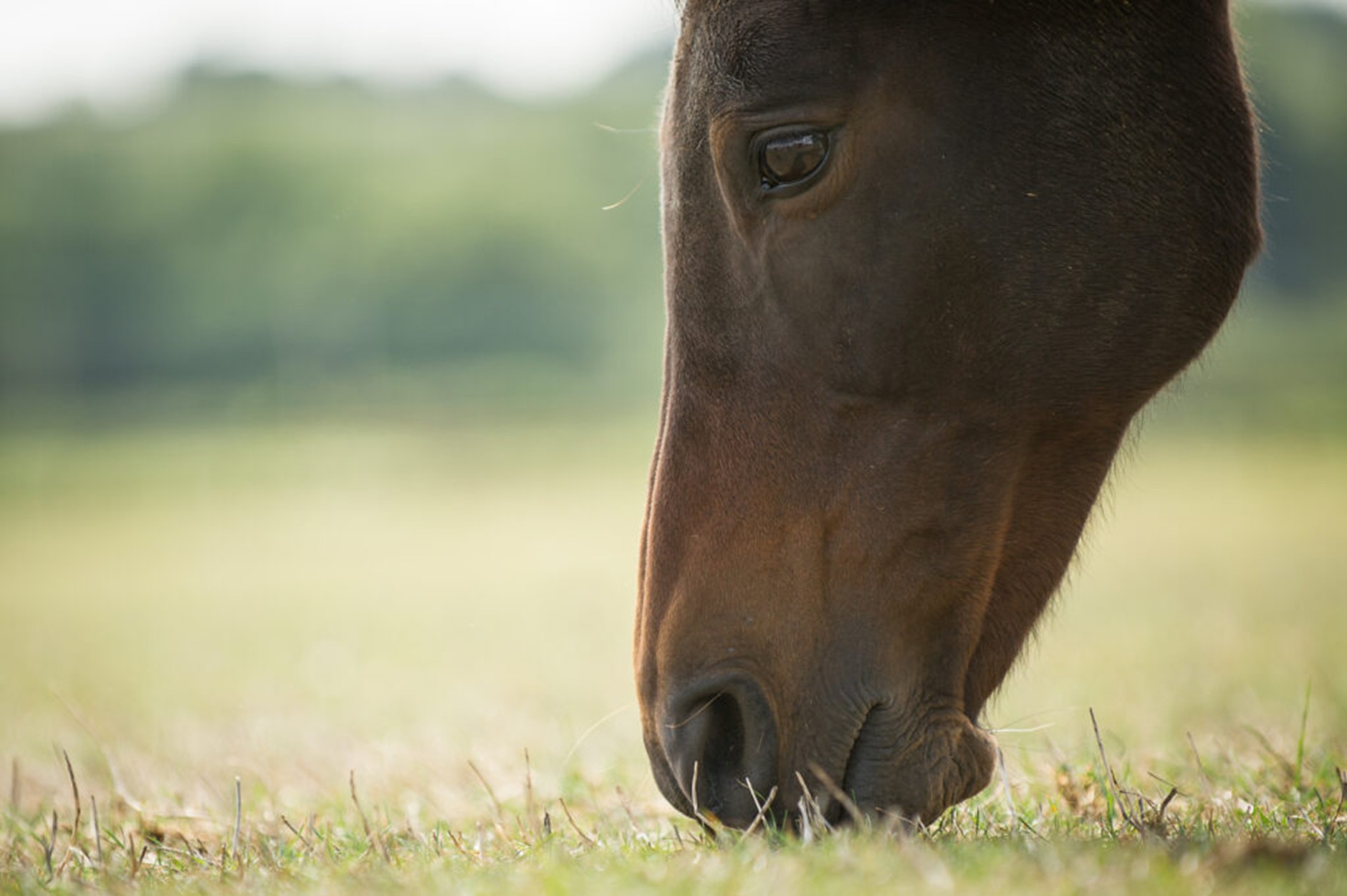 horse grazing on a field