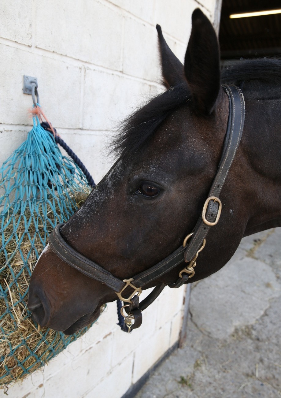 horse feeding from a hay station
