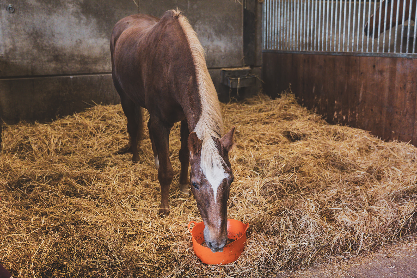 senior horse feeding in stable