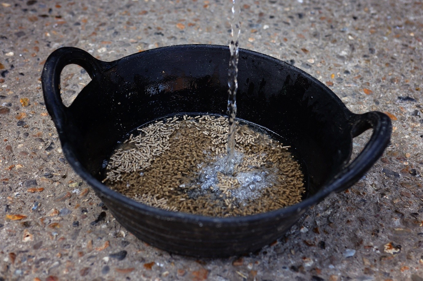 mashes for horse hidration