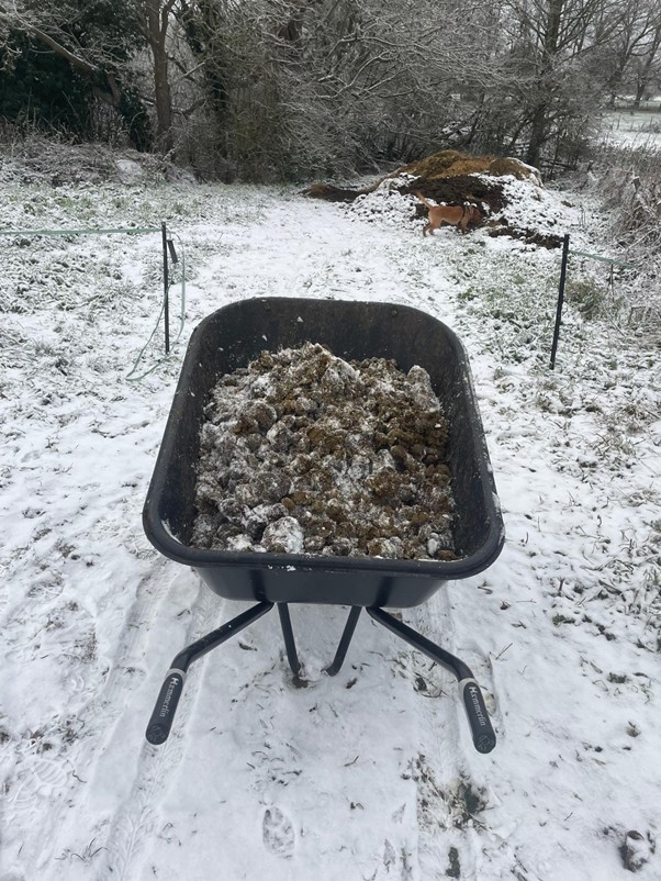 horse droppings on a wheelbarrow