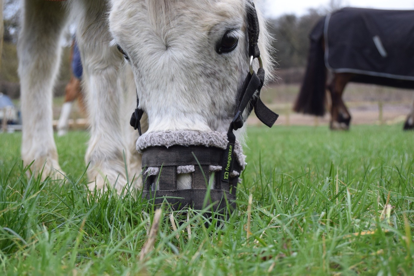 white horse with a muzzle