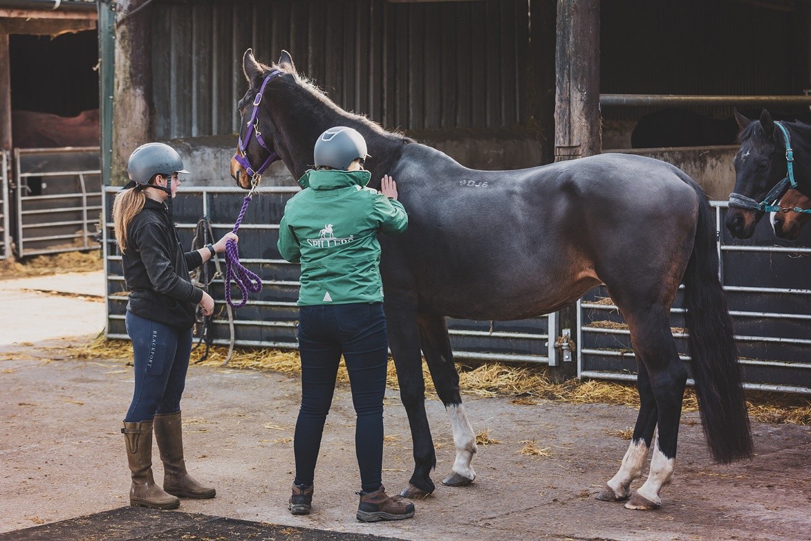 Caring for a Senior Horse