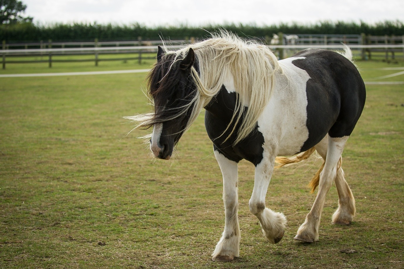 horse grazing in a pasture