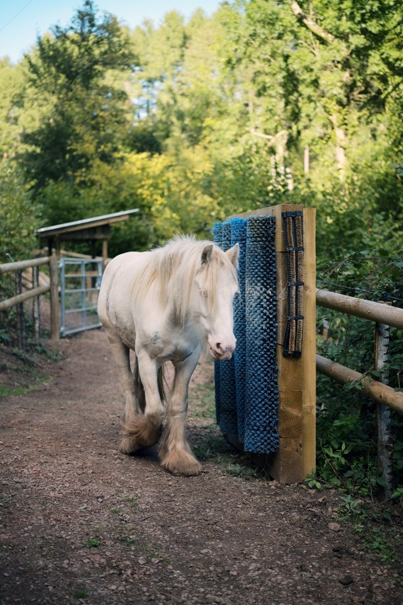 white horse on a track