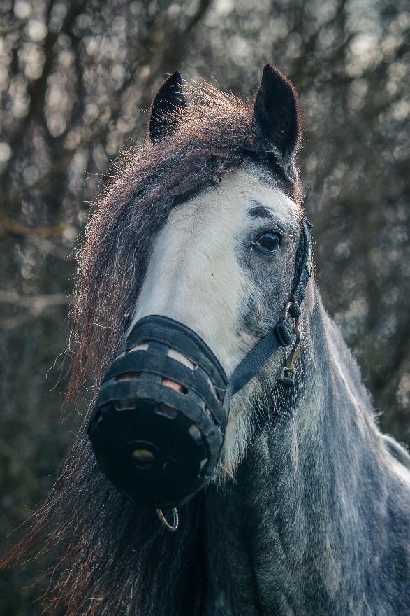 black horse grazing with a muzzle