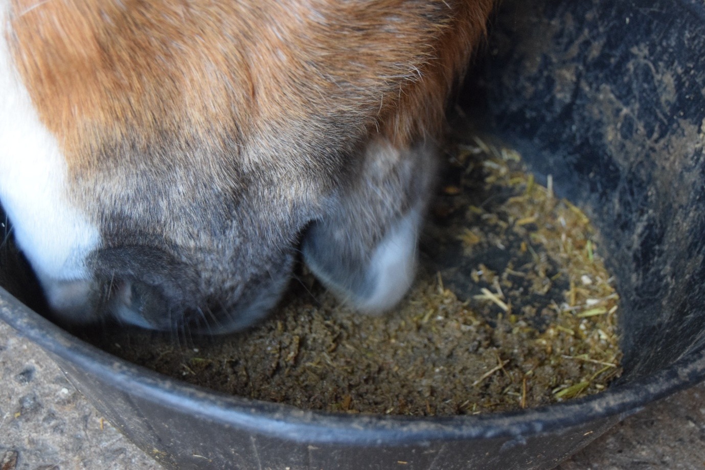 senior horse feeding from a bucket