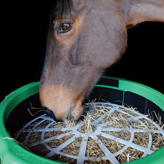 horse with a slow feeder
