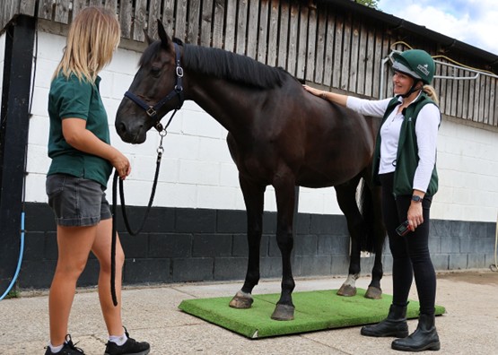 overweight horse examination