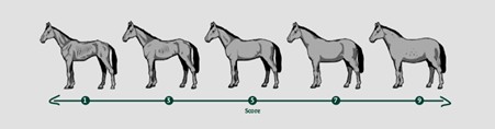 body condition score by horse size