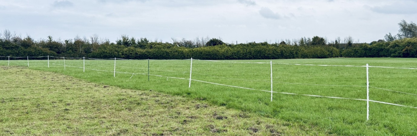 green pasture for horses