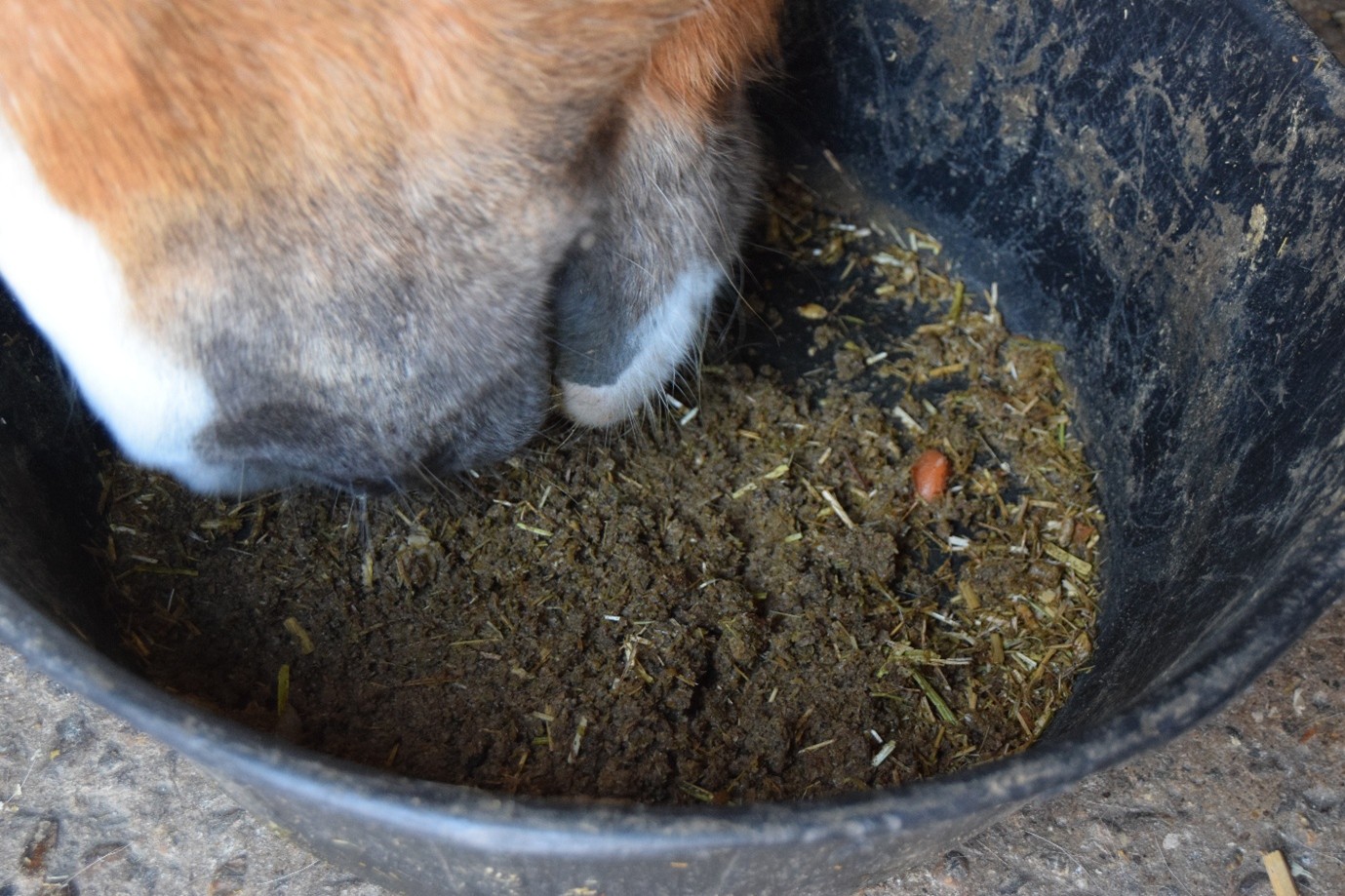 Horse eating energy sources