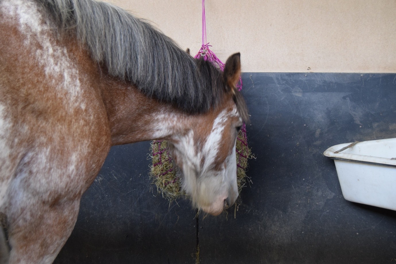 senior horse feeding from a hanging station