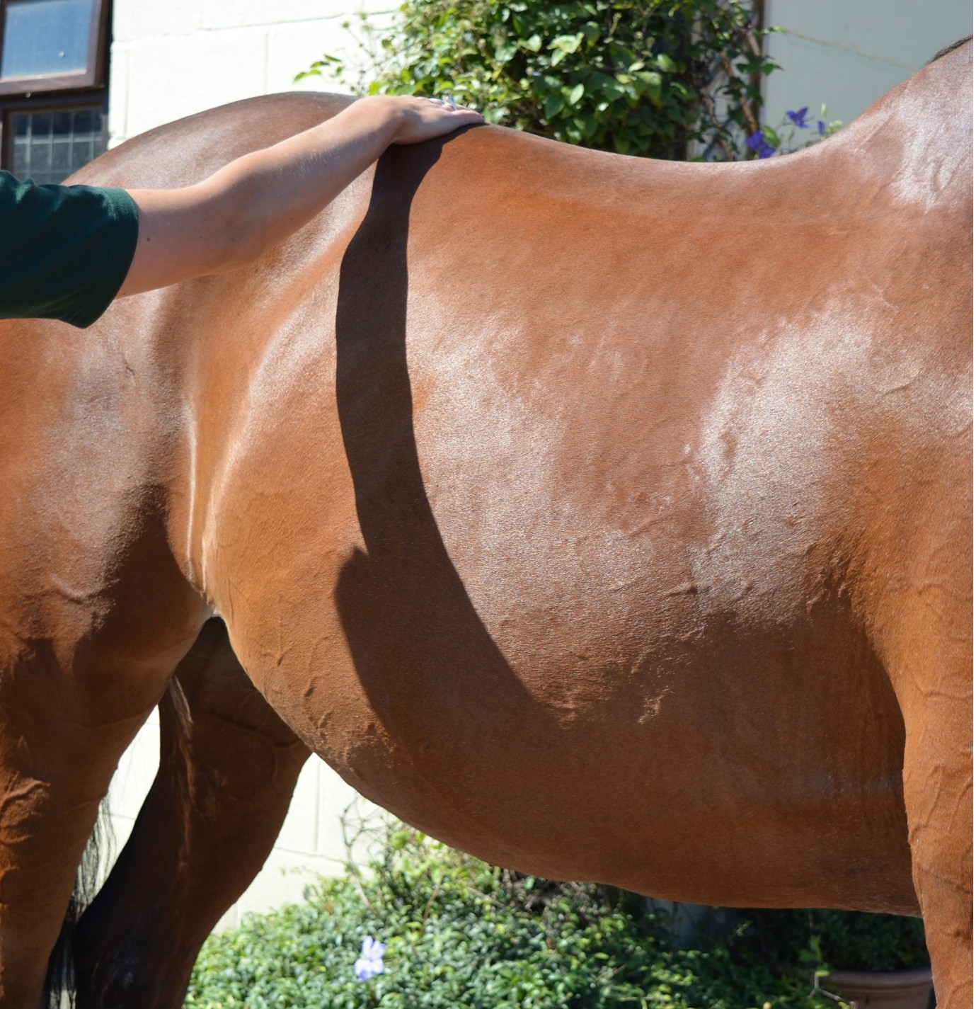 evaluating a horse's body condition