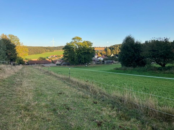 green pastures for horses