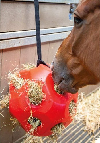 horse enjoying a treat ball