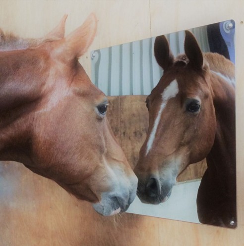 horse with a mirror