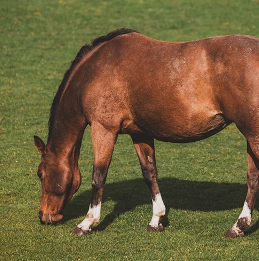 Grazing: Friend or Foe?