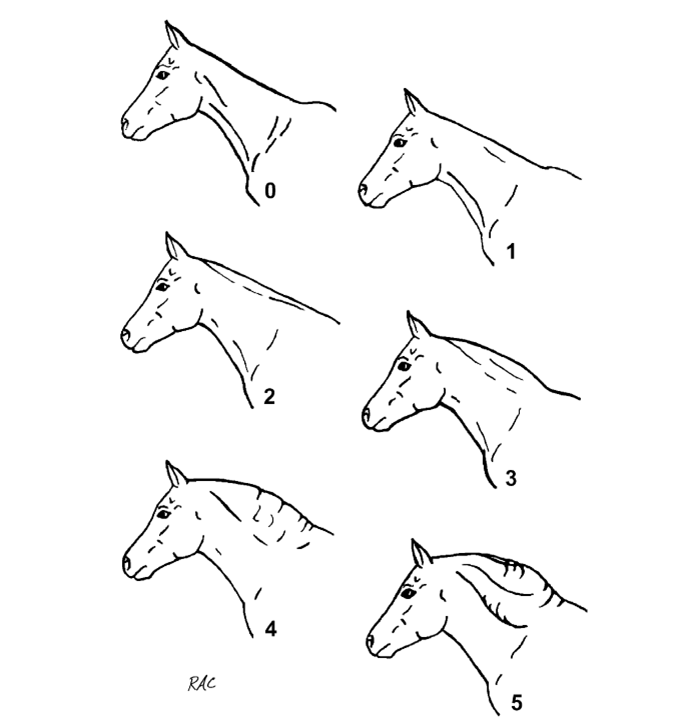 Cresty Neck Score Chart