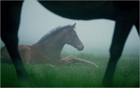 Image of Foal