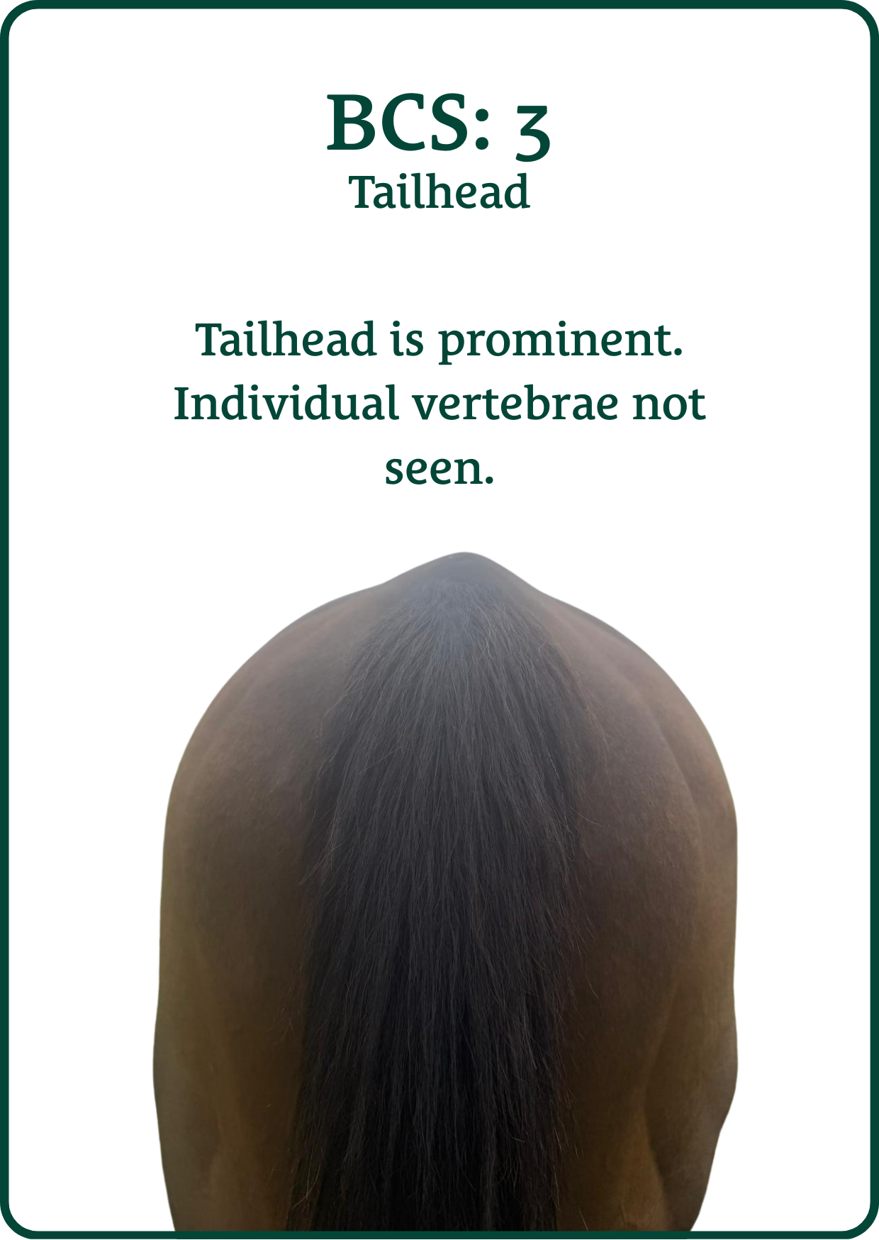 bcs tailhead 3