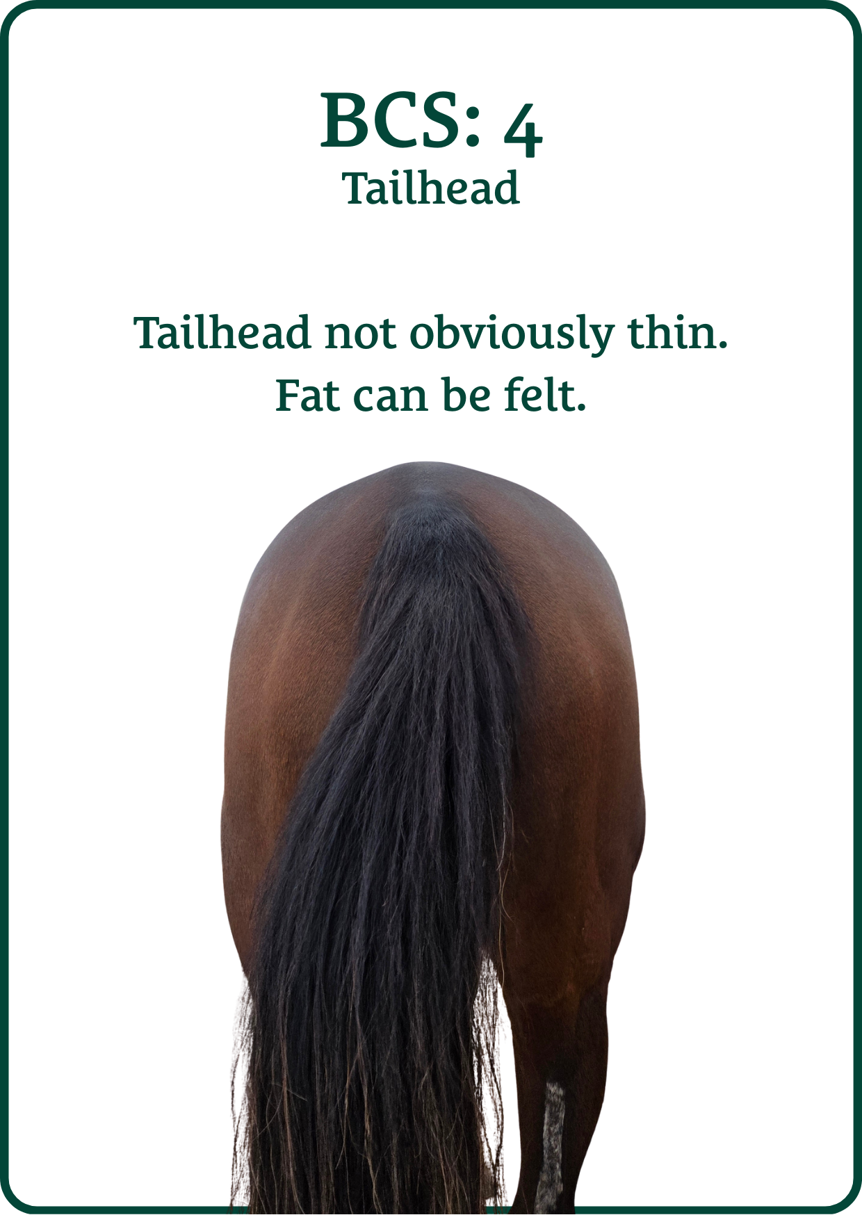 bcs tailhead 4