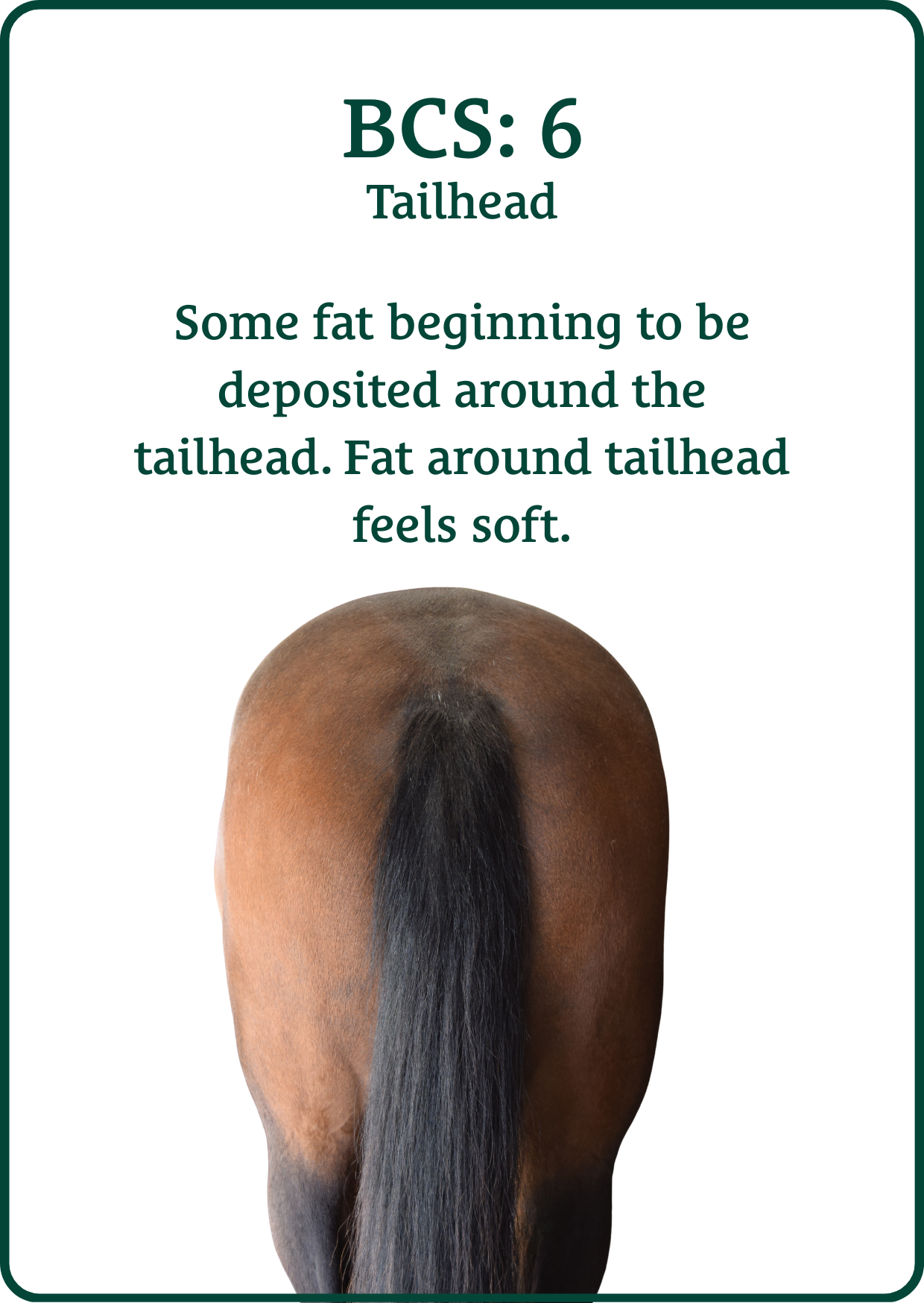 bcs tailhead 6