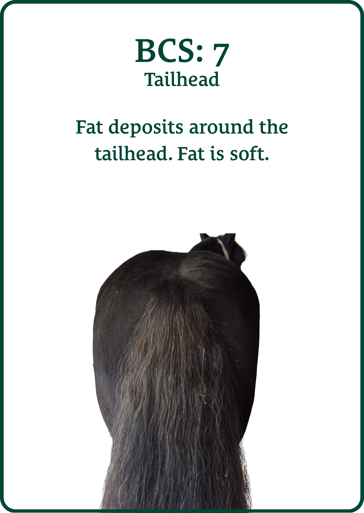 bcs tailhead 7