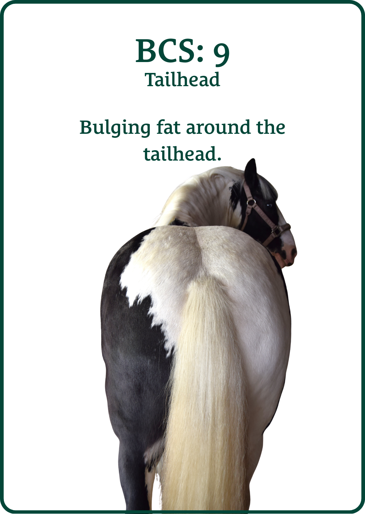 bcs tailhead 9
