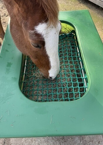 slow feeding solutions for horses
