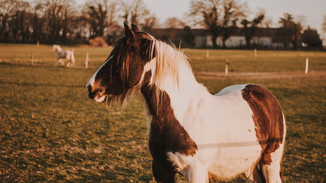 horse in a field