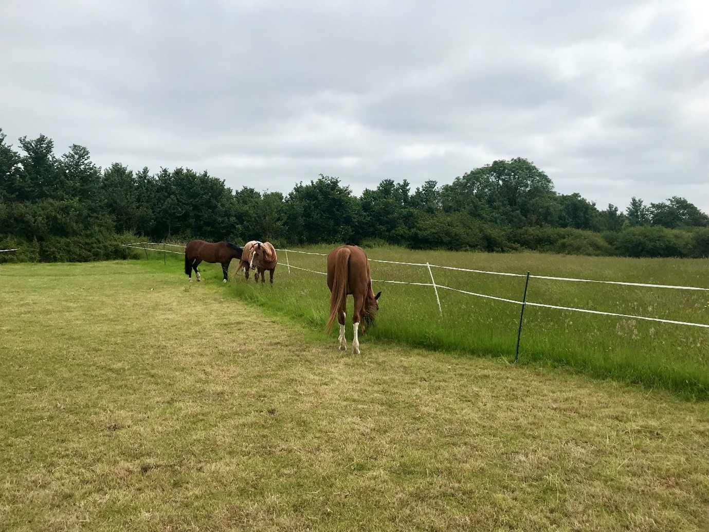 Supporting Horses at Risk of Laminitis