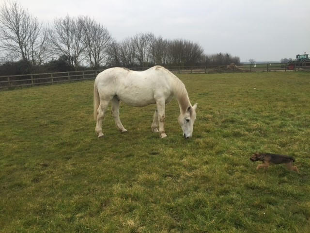 cutting calories for your horse