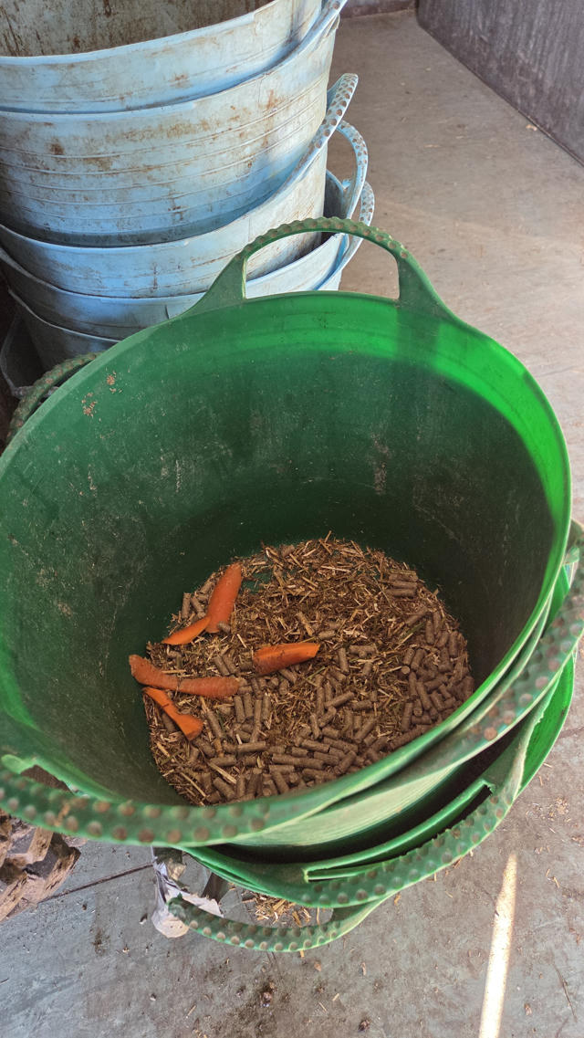 measuring feed to cut calories for horses