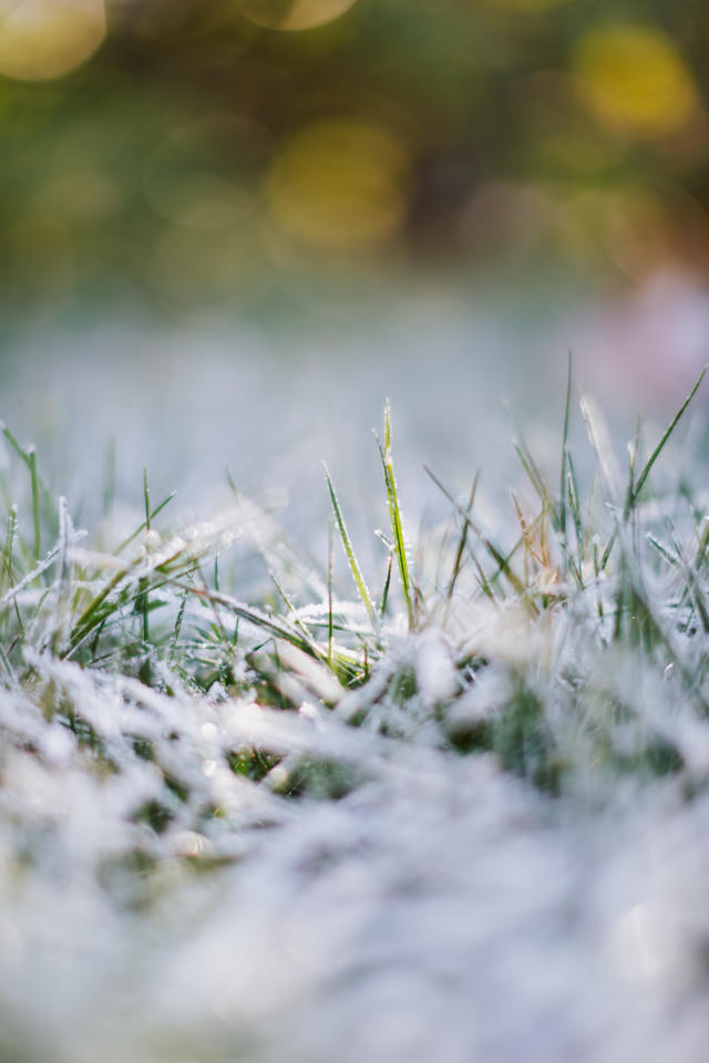 snowy grazing field