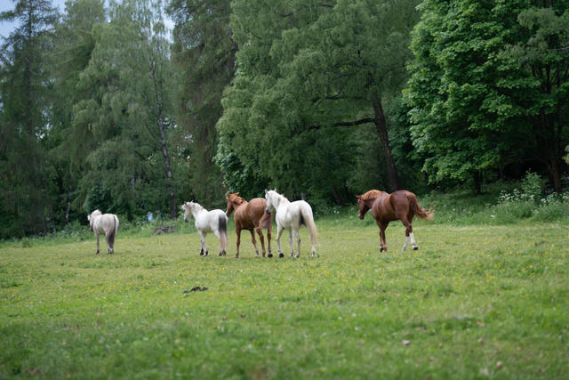 horses grazing