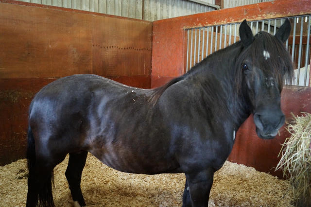 does your horse have healthy weight