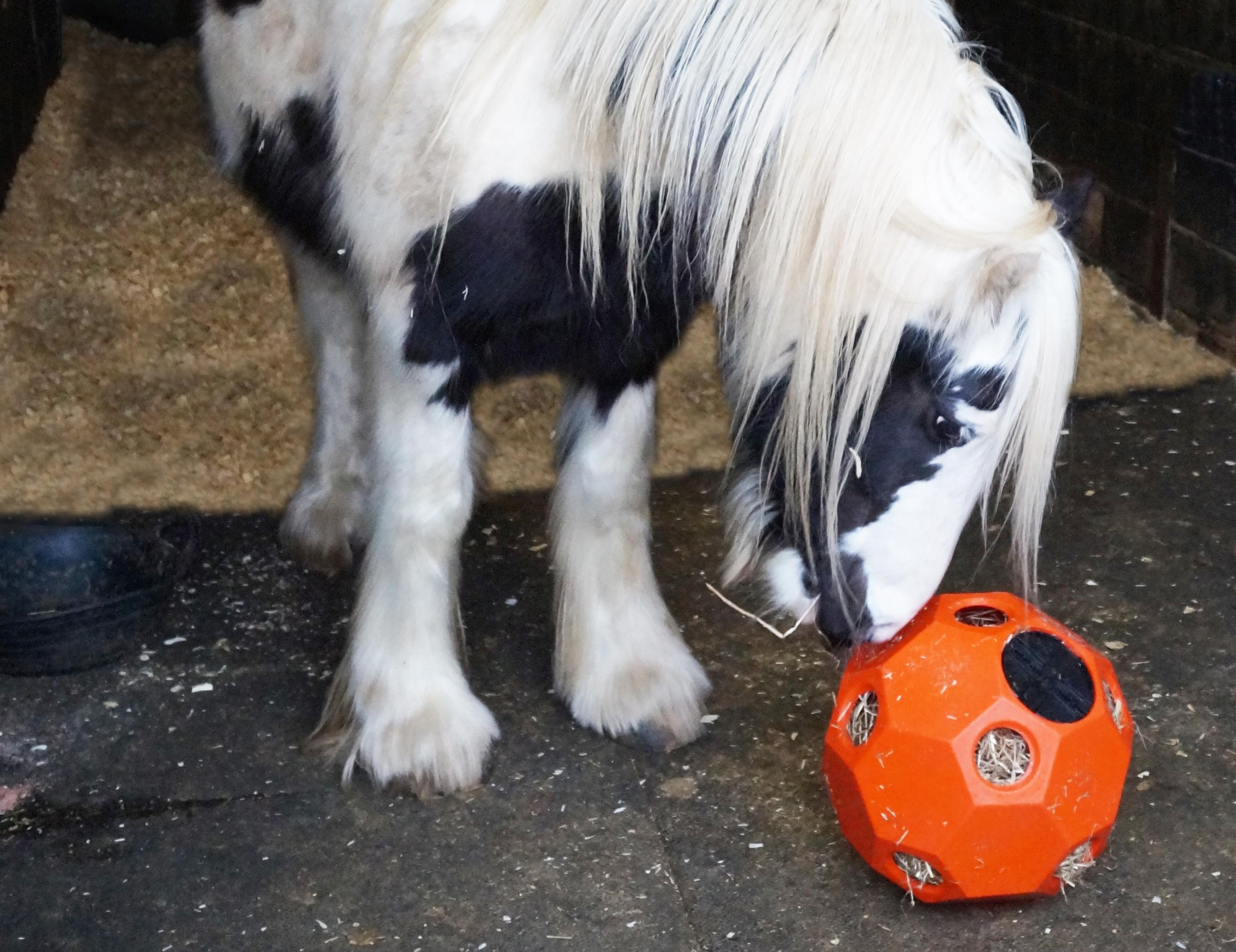  Pony interacting with orange hay ball feeder