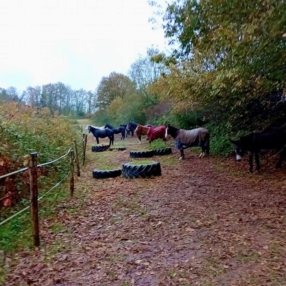 Horses in a paddock with tires and fencing