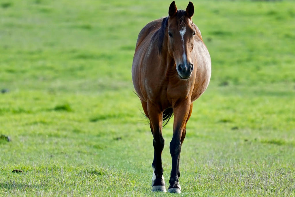 Brown horse standing and grazing in a grassy pasture, illustrating natural turnout conditions relevant to laminitis‑risk management