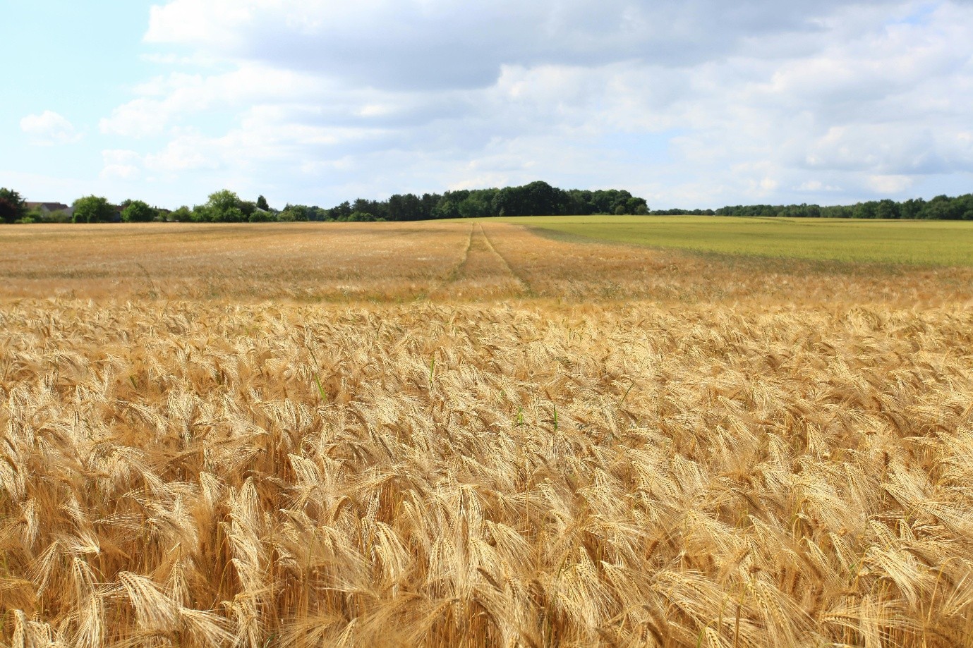 open field of hay