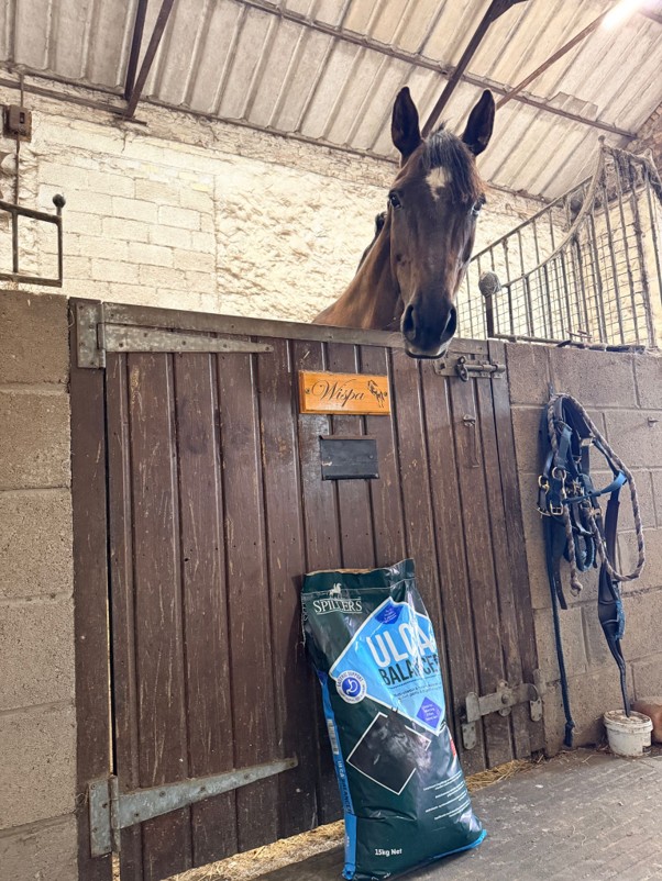 wispa the horse with a bag of ulca balancers