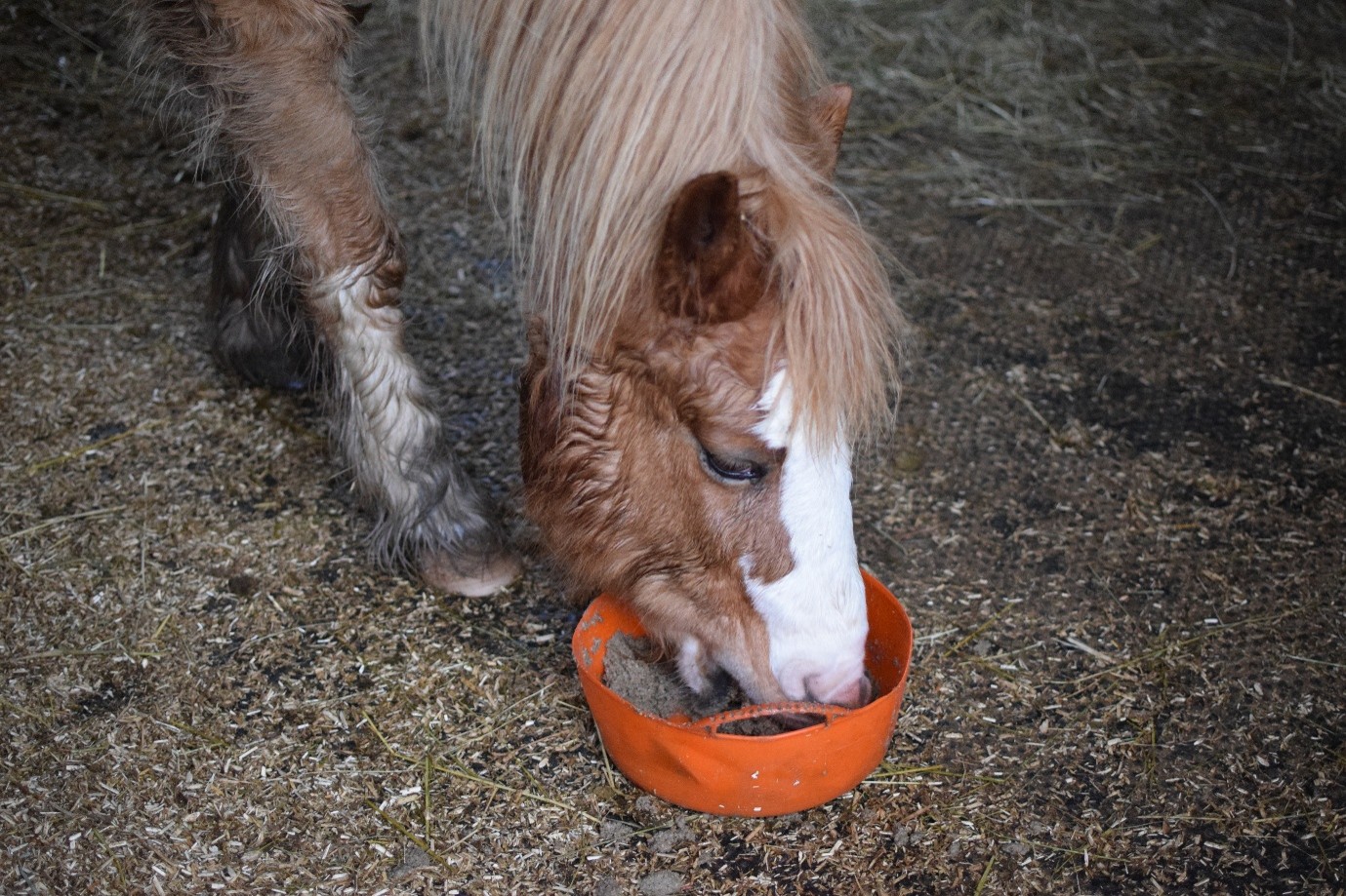 horse eating from an orange bucket