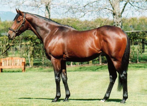 horse with shiny coat