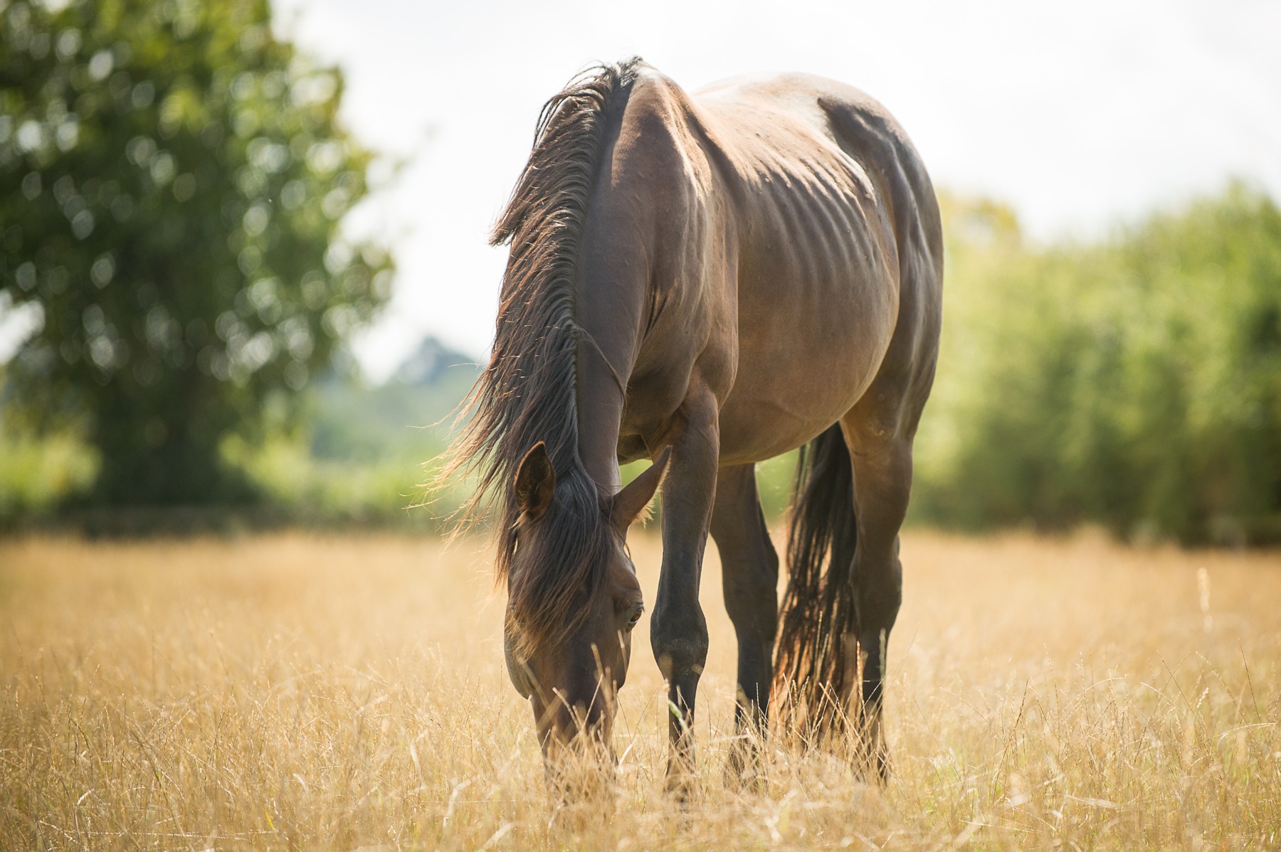 thin brown horse in pasture