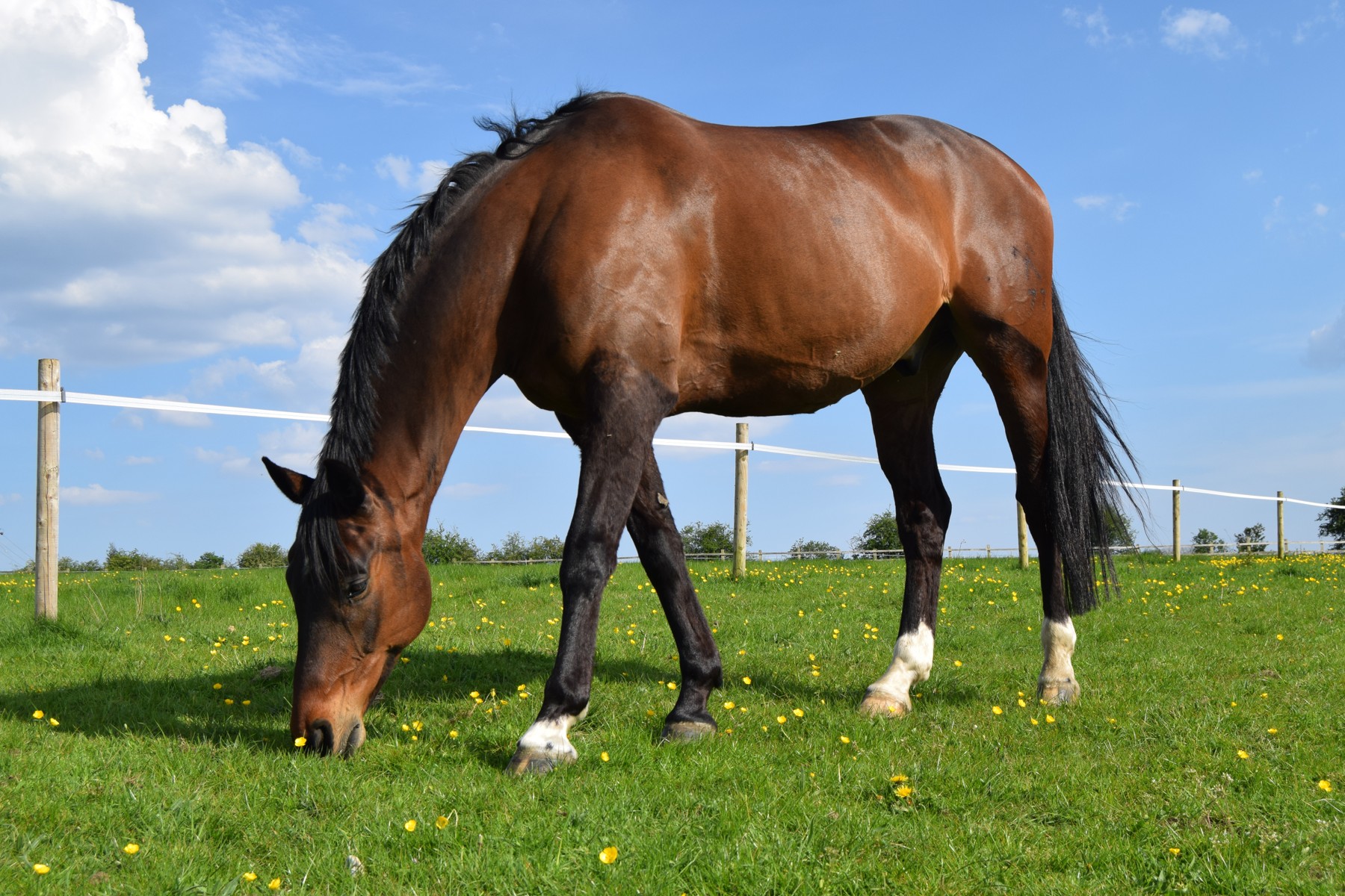 healthy horse on a field