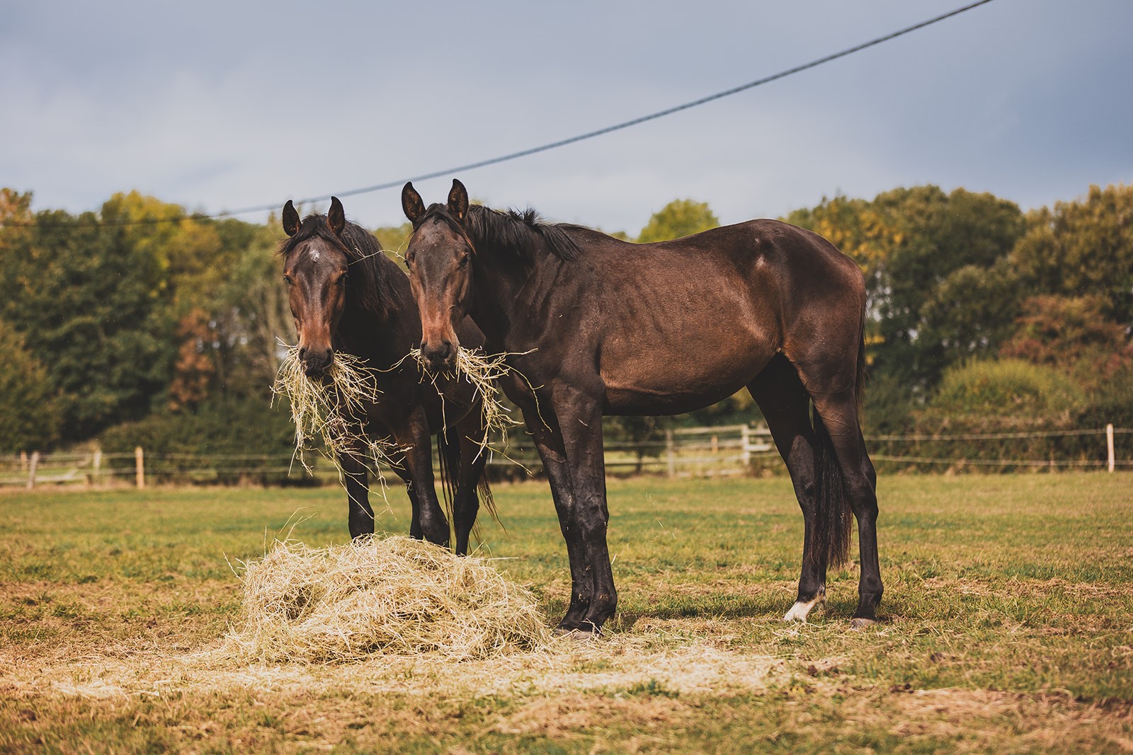 two brown horses eating